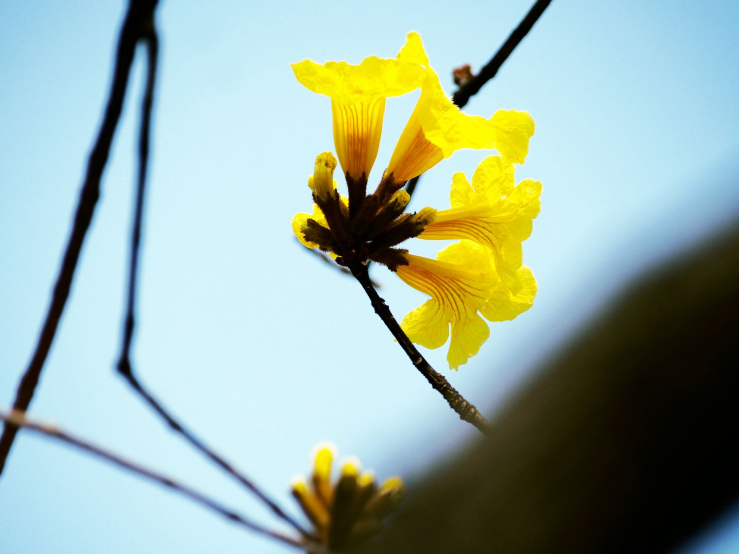 黄花铃的花语