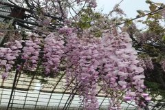中国十大凄美之花花语及传说：紫藤花语和传说有哪些？