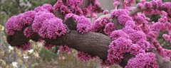 紫荆花的花语与寓意有哪些？