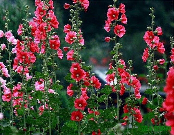 蜀葵的种植方法 蜀葵开花时间图片和花语