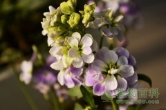 紫罗兰花语是什么？