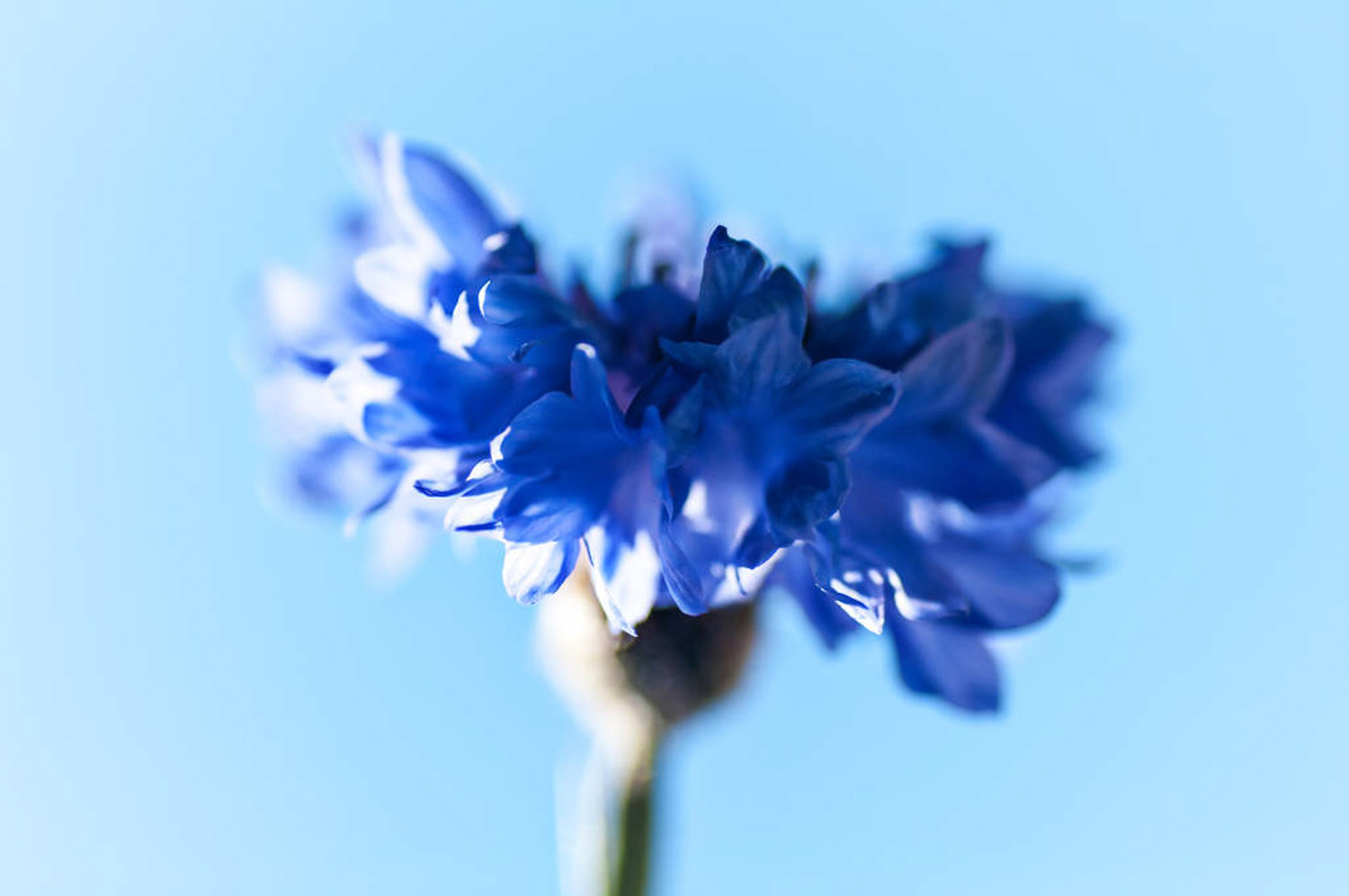 蓝色矢车菊的花语和寓意