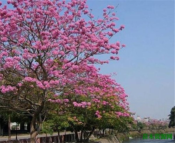 红花风铃木价格 红花风铃木花期和花语