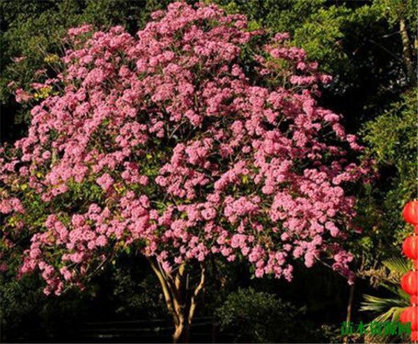 红花风铃木价格 红花风铃木花期和花语