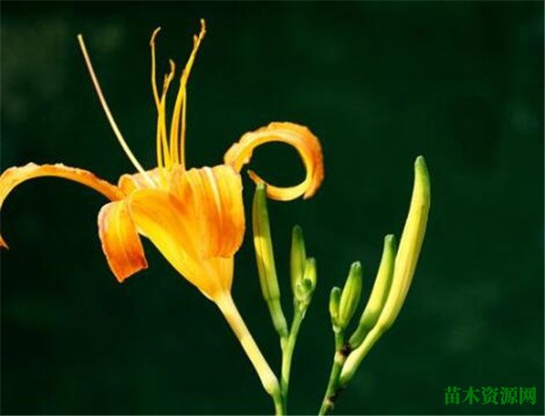 忘忧草就是什么黄花菜吗 忘忧草的花期和花语