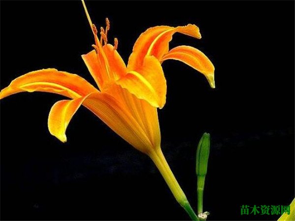 忘忧草就是什么黄花菜吗 忘忧草的花期和花语