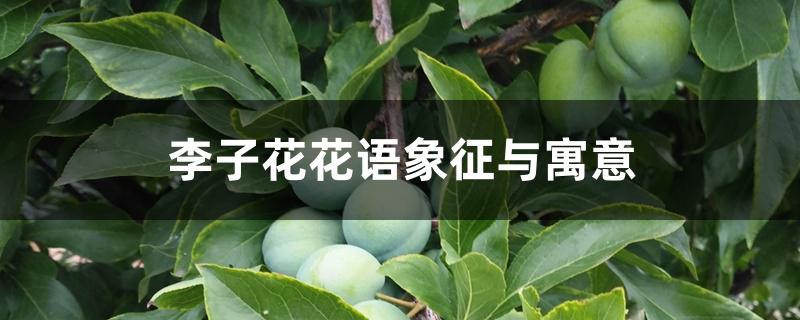 李子花花语象征与寓意