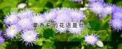 藿香蓟的花语是什么