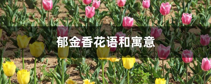 郁金香花语和寓意