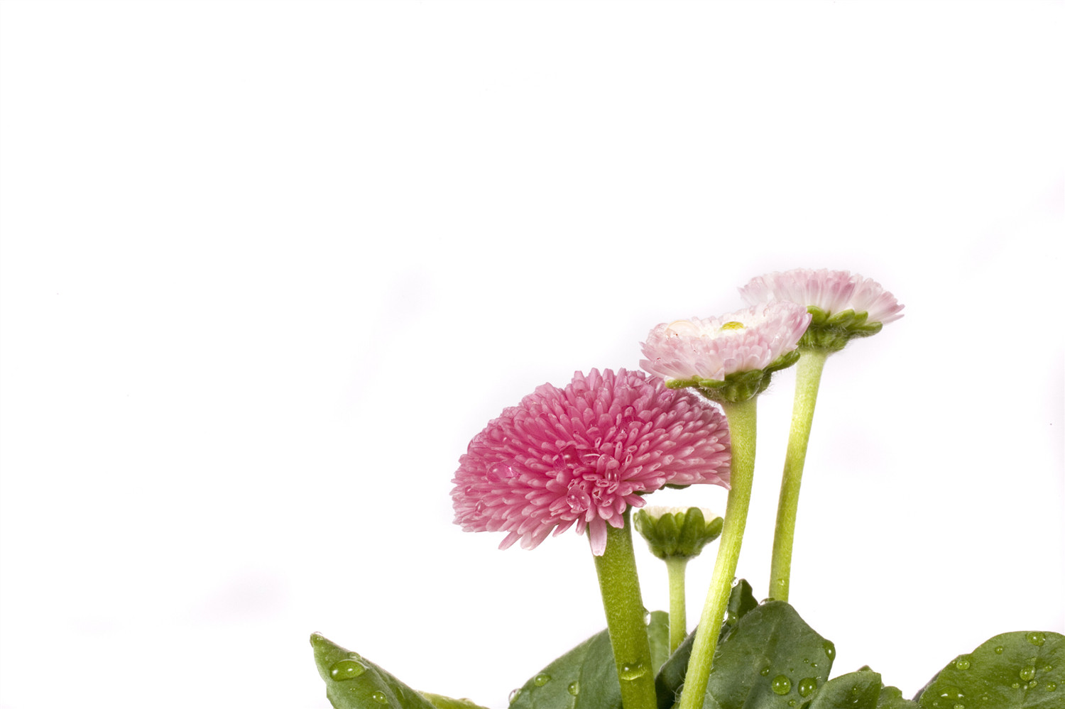 不同颜色雏菊的花语