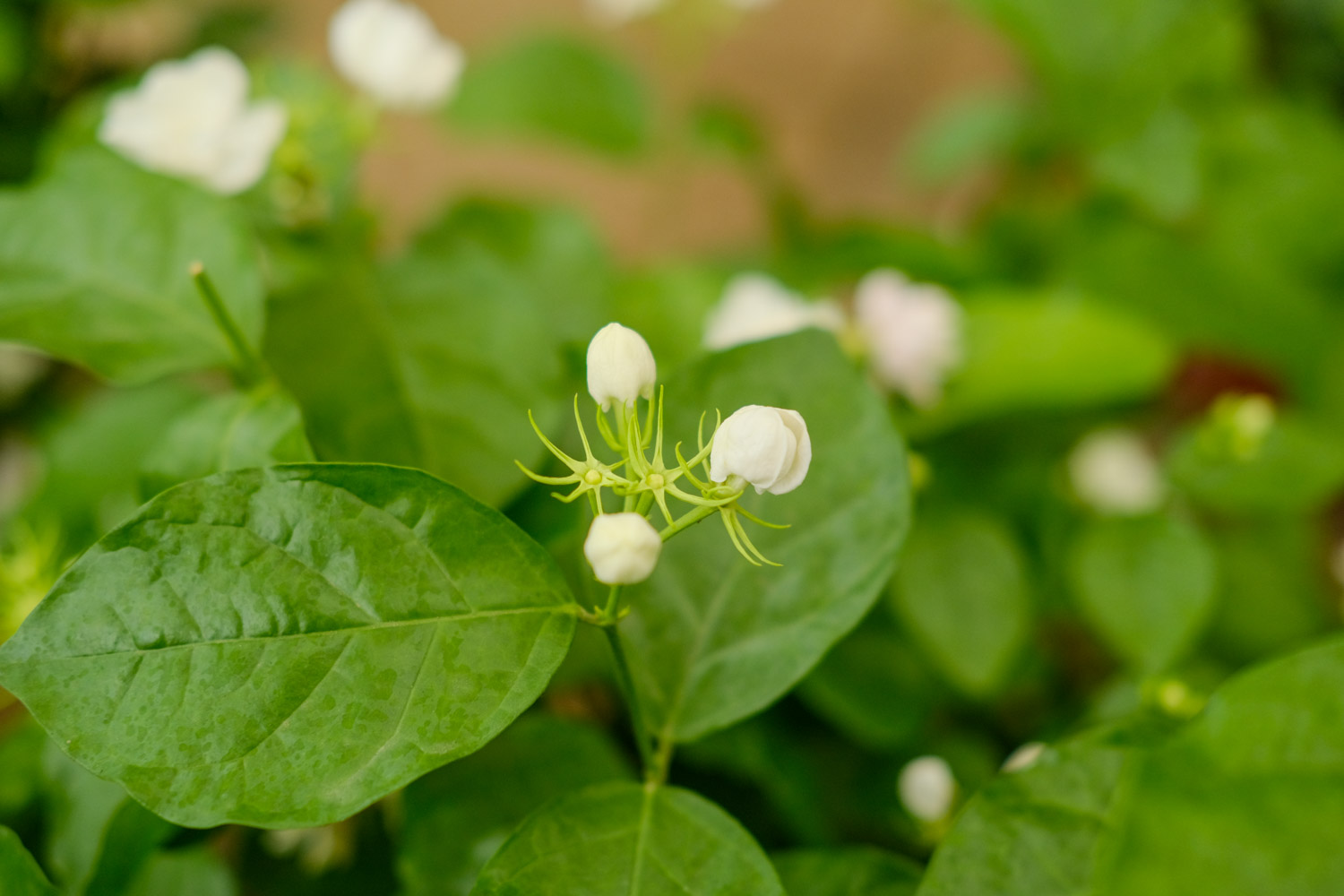 茉莉的花语和寓意