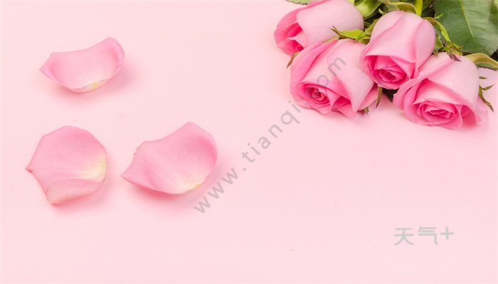 粉玫瑰花语 粉玫瑰的花语是什么