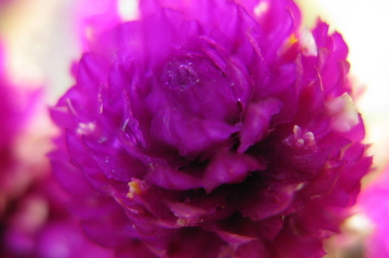 13朵康乃馨的花语