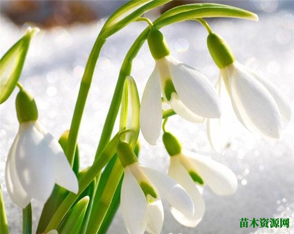雪滴花几月开花 雪滴花的花语和传说