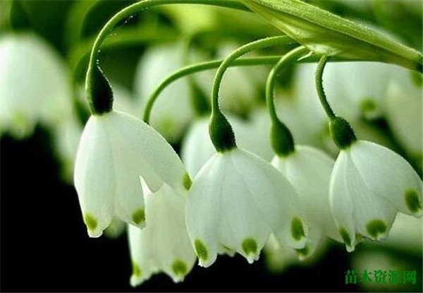 雪滴花几月开花 雪滴花的花语和传说
