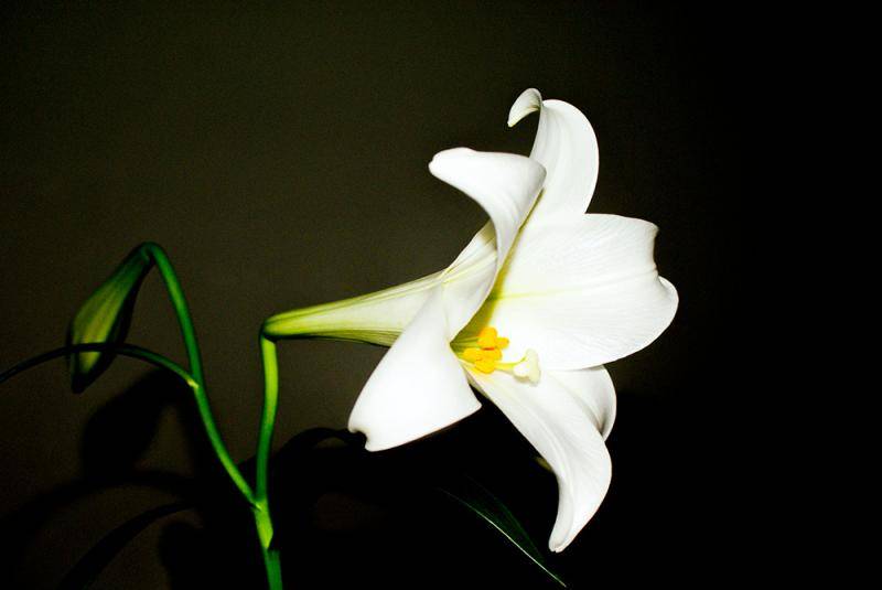 百合的花语是什么?都是美好的愿望