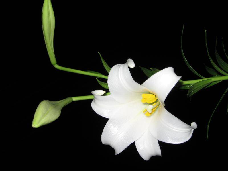 百合的花语是什么?都是美好的愿望