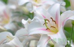 百合花的花语是什么（纯洁、高雅、和合）