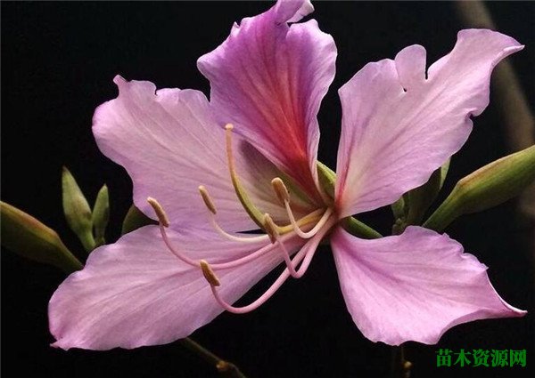 羊蹄甲树什么时候开花 羊蹄甲的花期花语和功效与作用