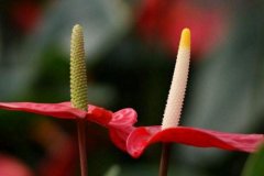 火鹤花的花语有哪些？