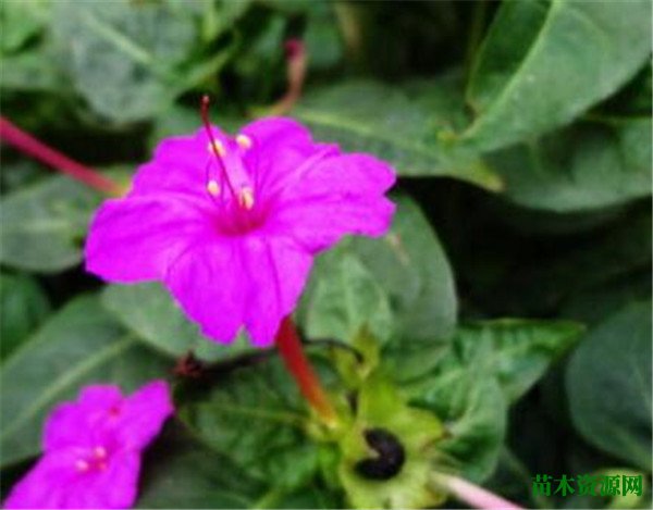 喜马拉雅紫茉莉开花时间和图片 紫茉莉的花语和寓意是什么