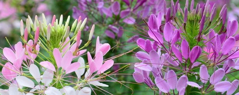 醉蝶花花语和寓意