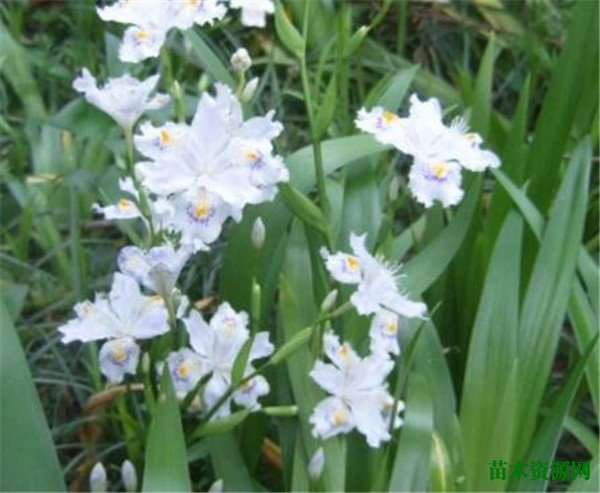 白花鸢尾的花语 白花鸢尾的栽培方法