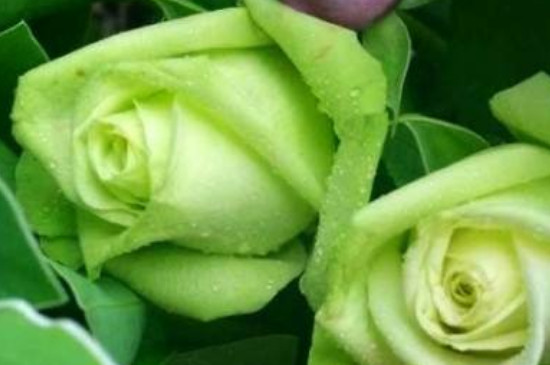 白玫瑰和绿玫瑰的花语
