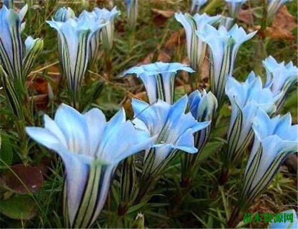 卡萨布兰卡花的花语和传说 卡萨布兰卡花怎么养