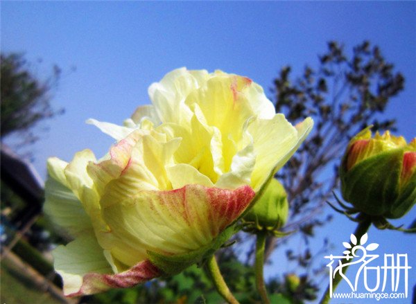 芙蓉花花语是什么，贞操/纯洁/纤细之美_花语大全