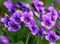 紫花地丁开花图片和花语 地丁草的功效与作用