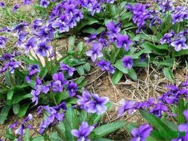 紫花地丁开花图片和花语 地丁草的功效与作用