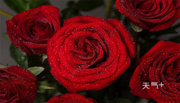 红玫瑰花语 红玫瑰的花语是什么