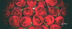 红玫瑰花语 红玫瑰的花语是什么