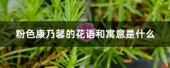 粉色康乃馨的花语和寓意是什么