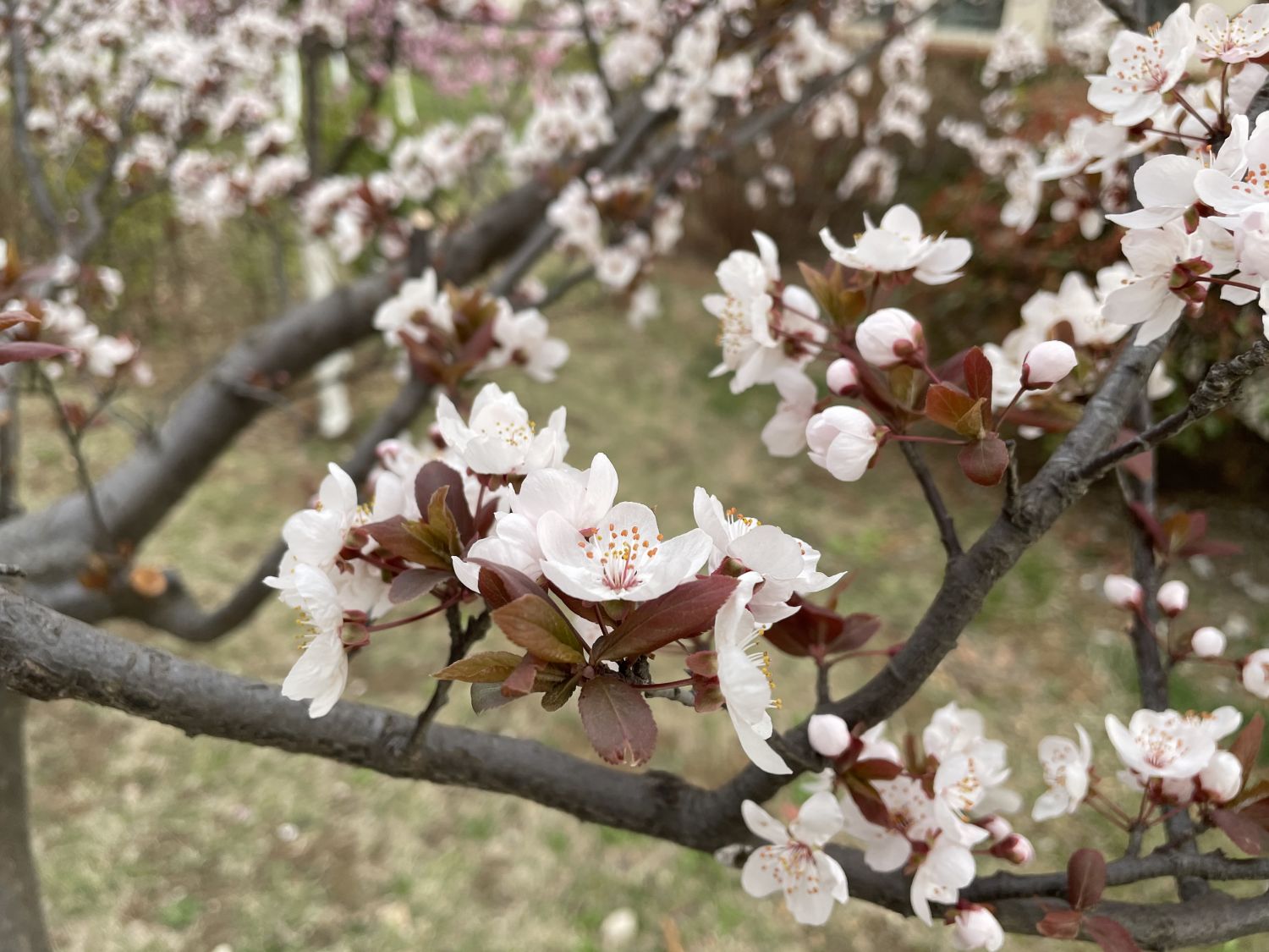 红叶李的花语是什么