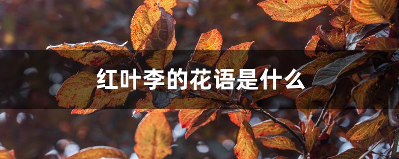 红叶李的花语是什么