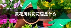 黄花风铃花花语是什么