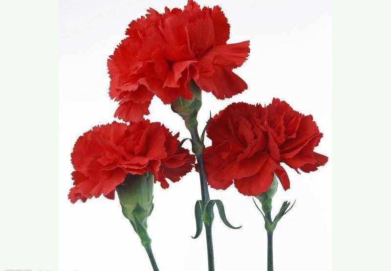 红色康乃馨花语,你简介
