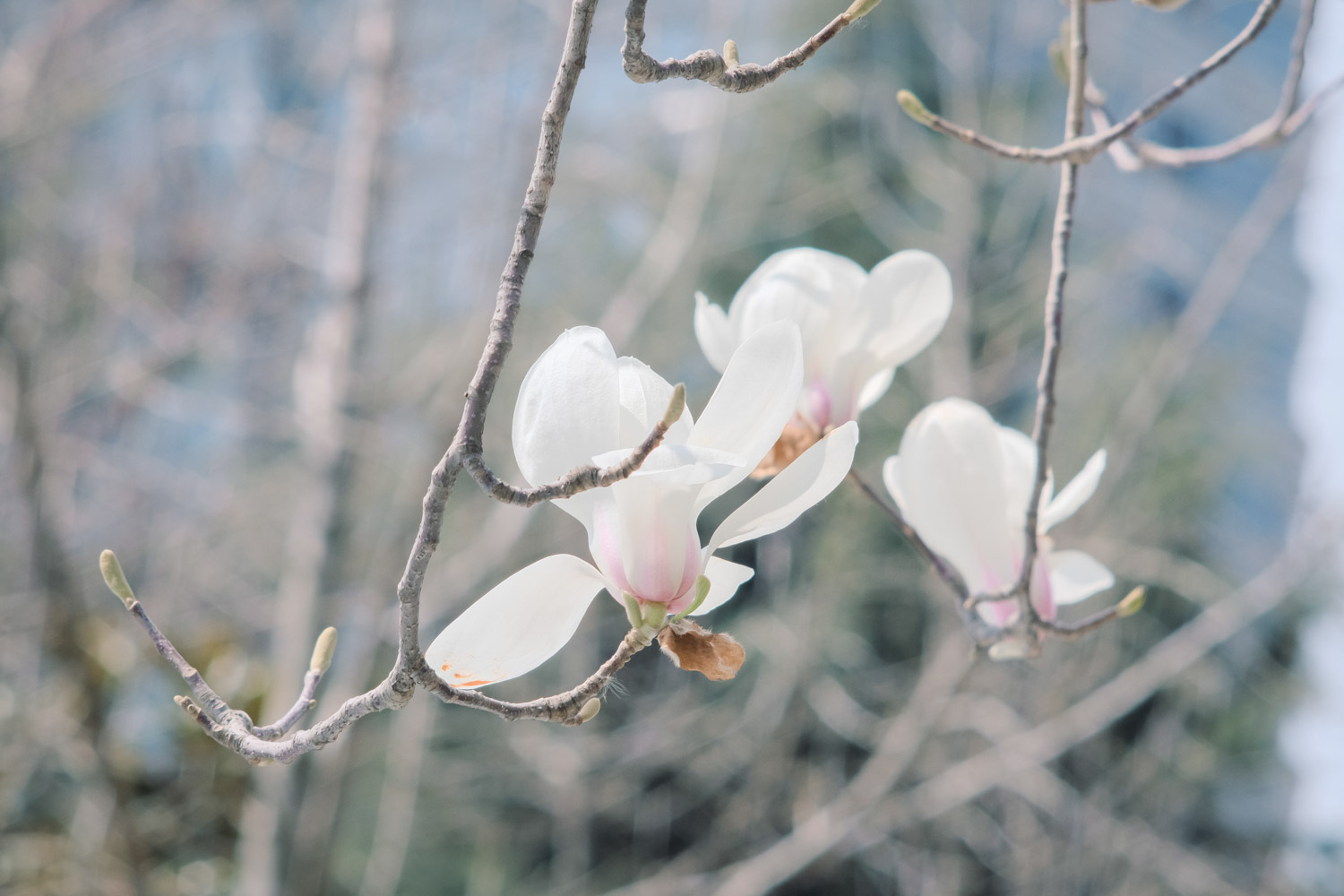 白兰花的寓意和花语