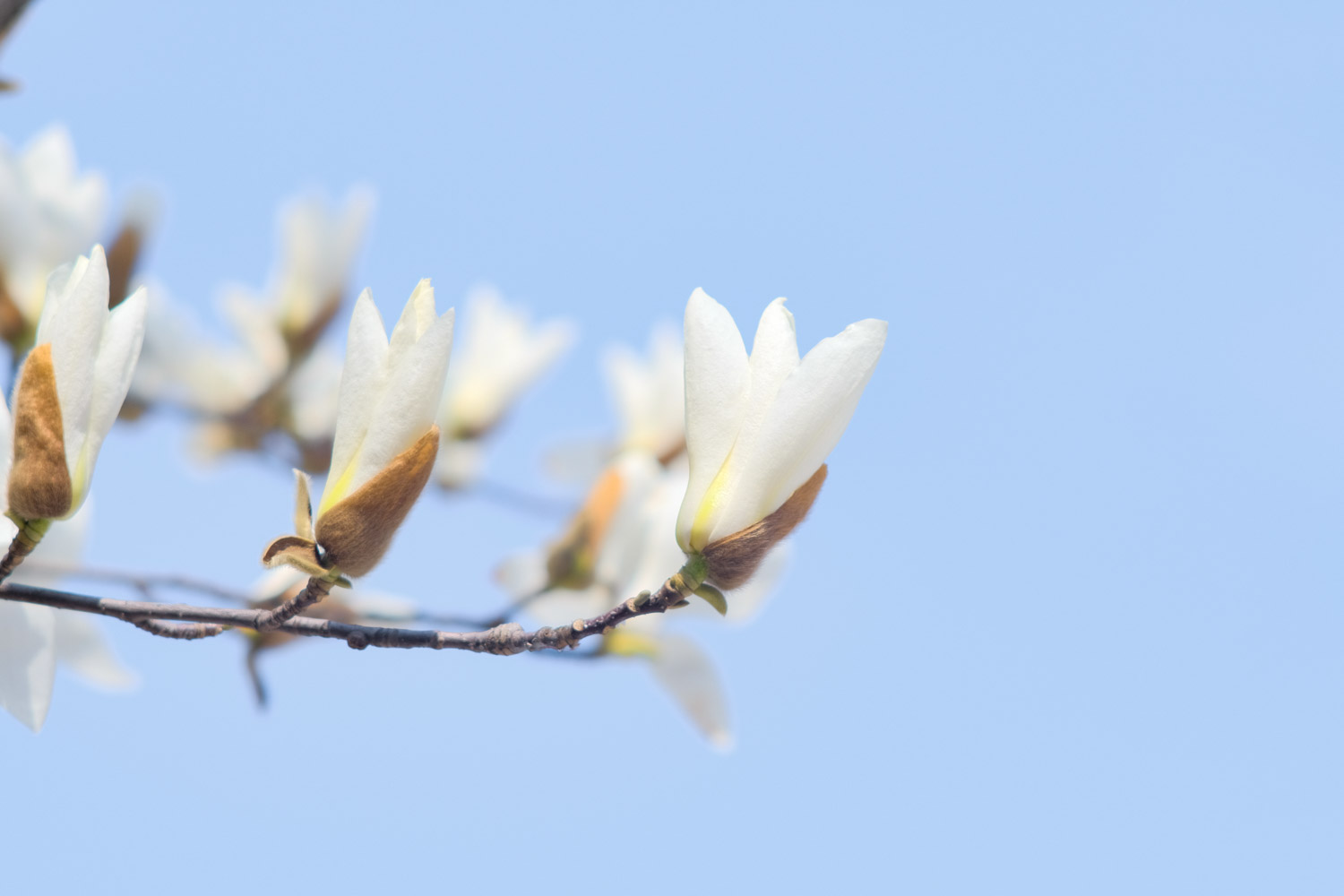 白兰花的寓意和花语