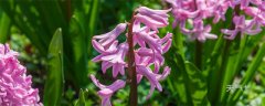 风信子花语 风信子的花语是什么