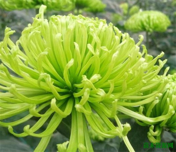 绿菊花的花期和花语寓意 绿菊花的养殖方法
