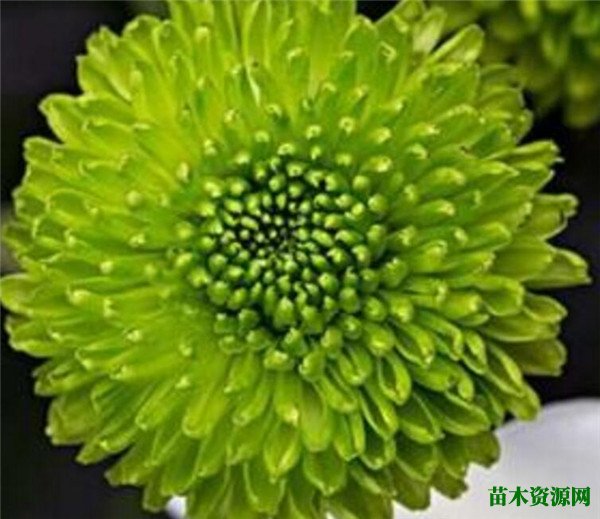 绿菊花的花期和花语寓意 绿菊花的养殖方法