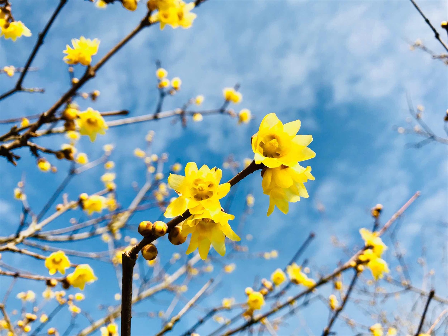 红色腊梅的花语和象征