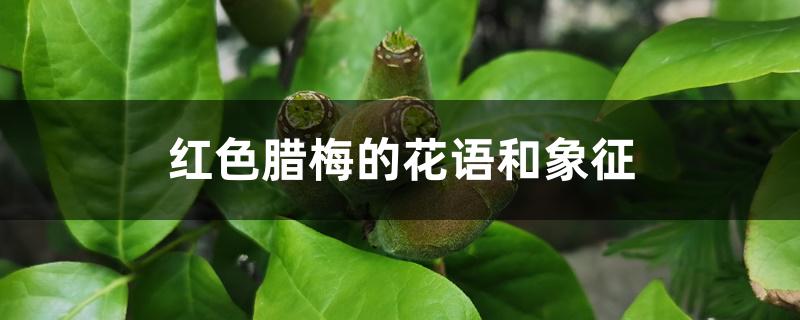 红色腊梅的花语和象征