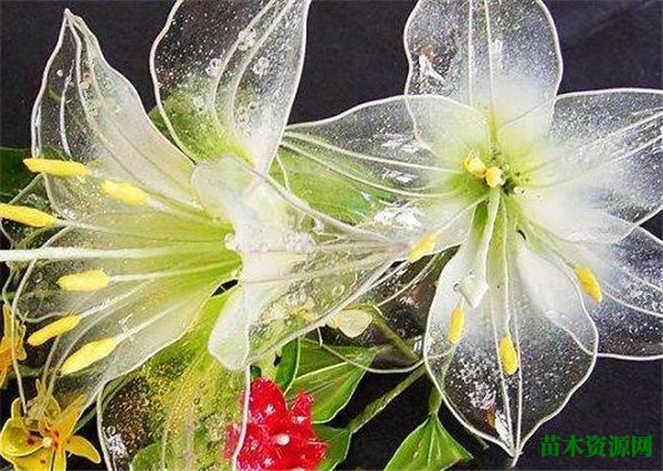 水晶花是如何制作的 水晶花有什么花语和寓意象征