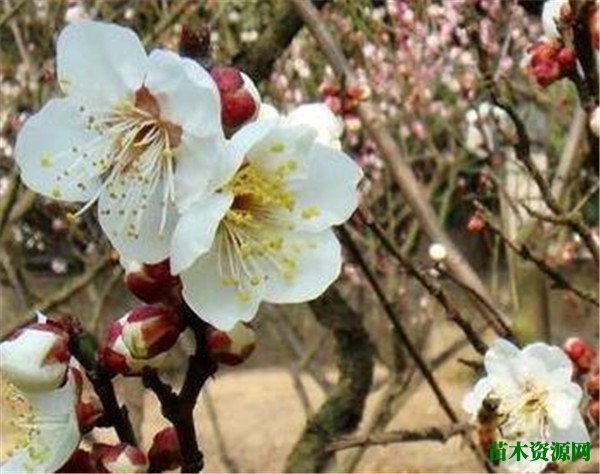 玉蝶梅球兰图片花期和花语寓意 玉蝶梅的养殖方法和注意事项