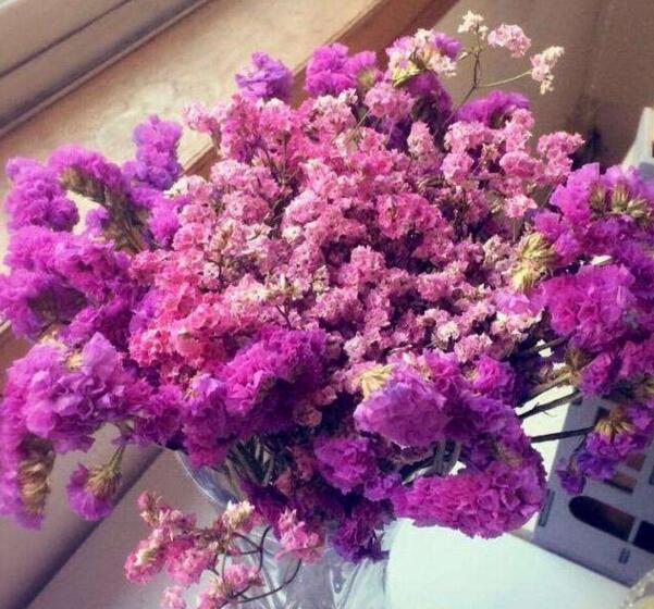 粉色勿忘我花语是什么,此生不渝的爱情_花语大全