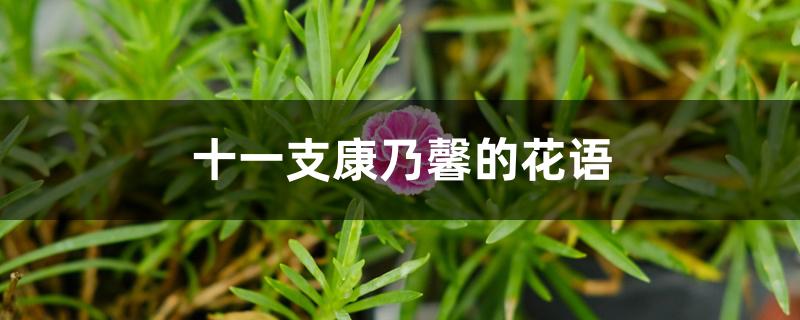 十一支康乃馨的花语